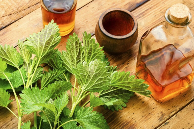 žihľavový sirup recept